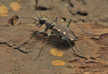 Cicindela ocellata